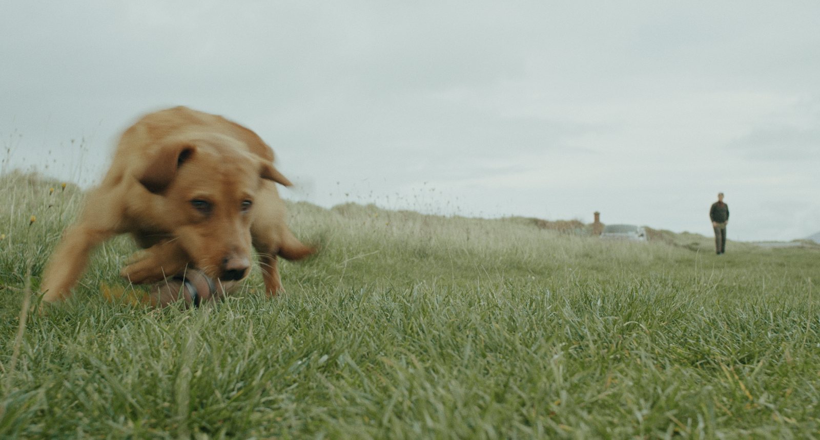 Frank and His Dogs still