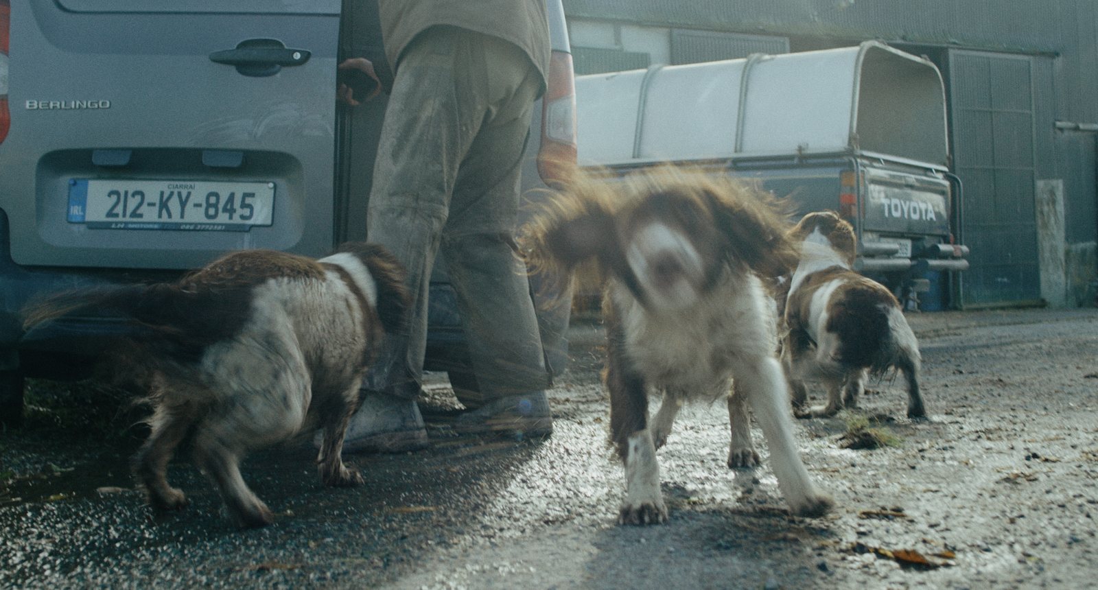 Frank and His Dogs still