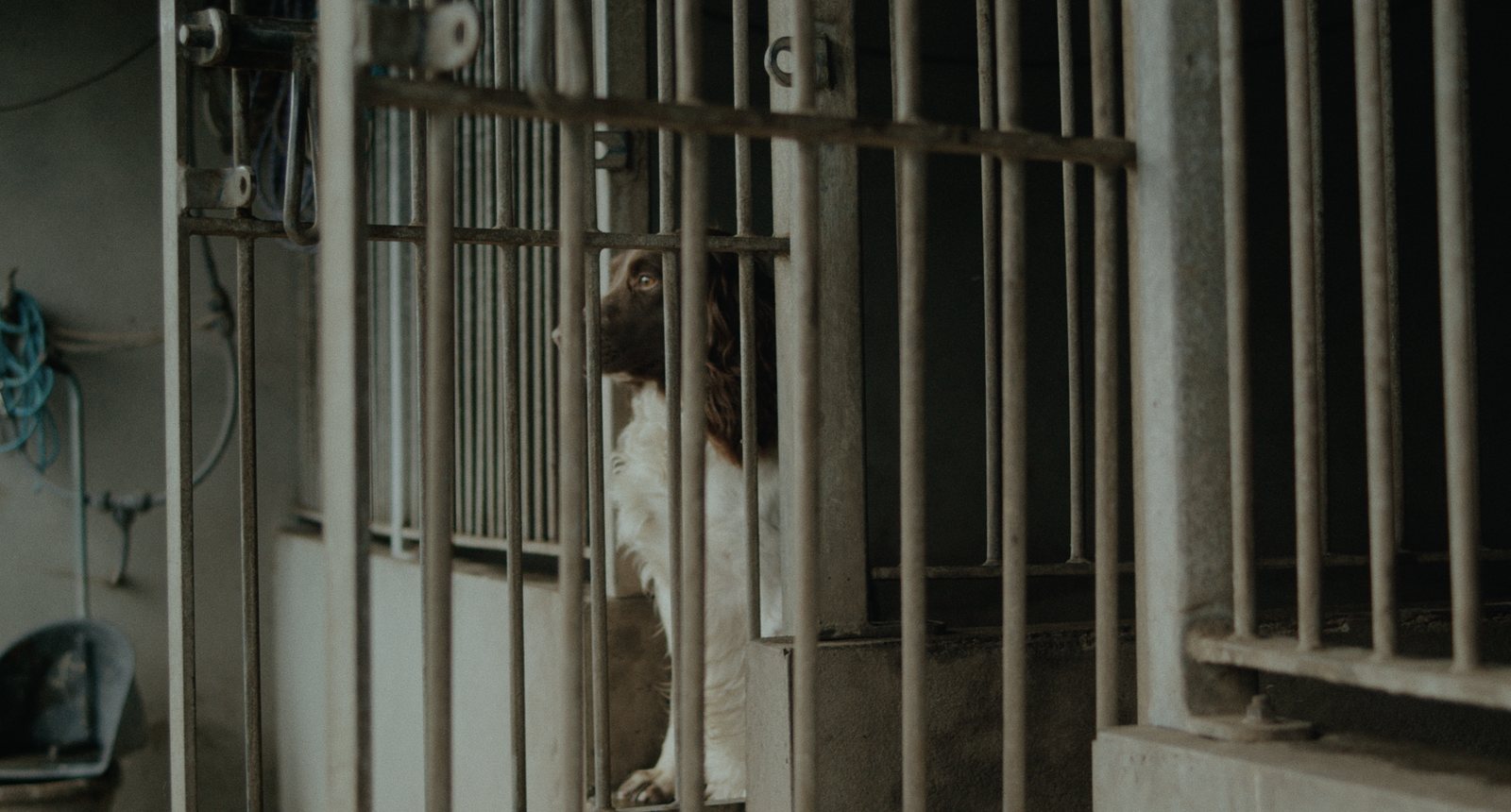 Frank and His Dogs still