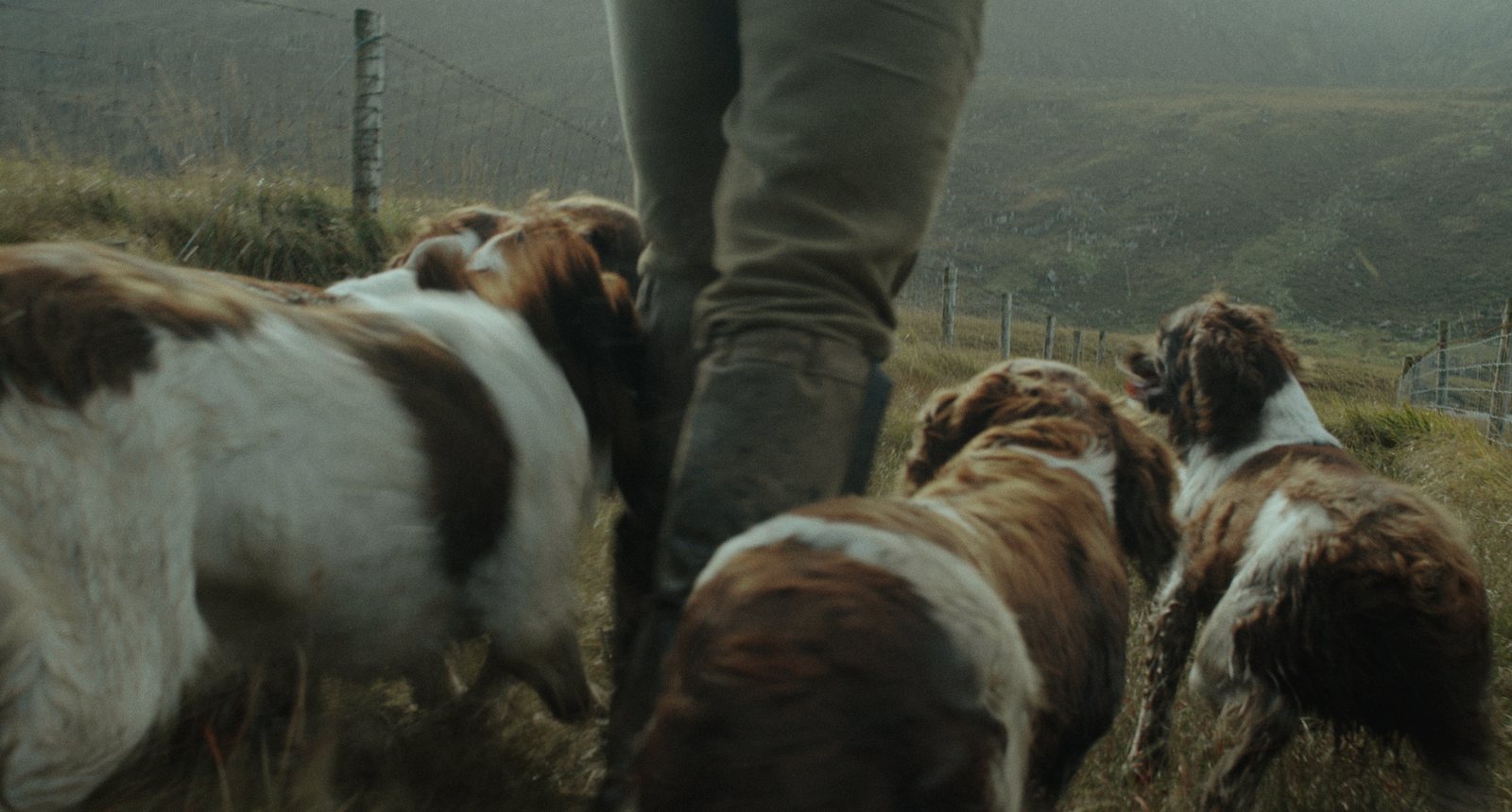 Frank and His Dogs still