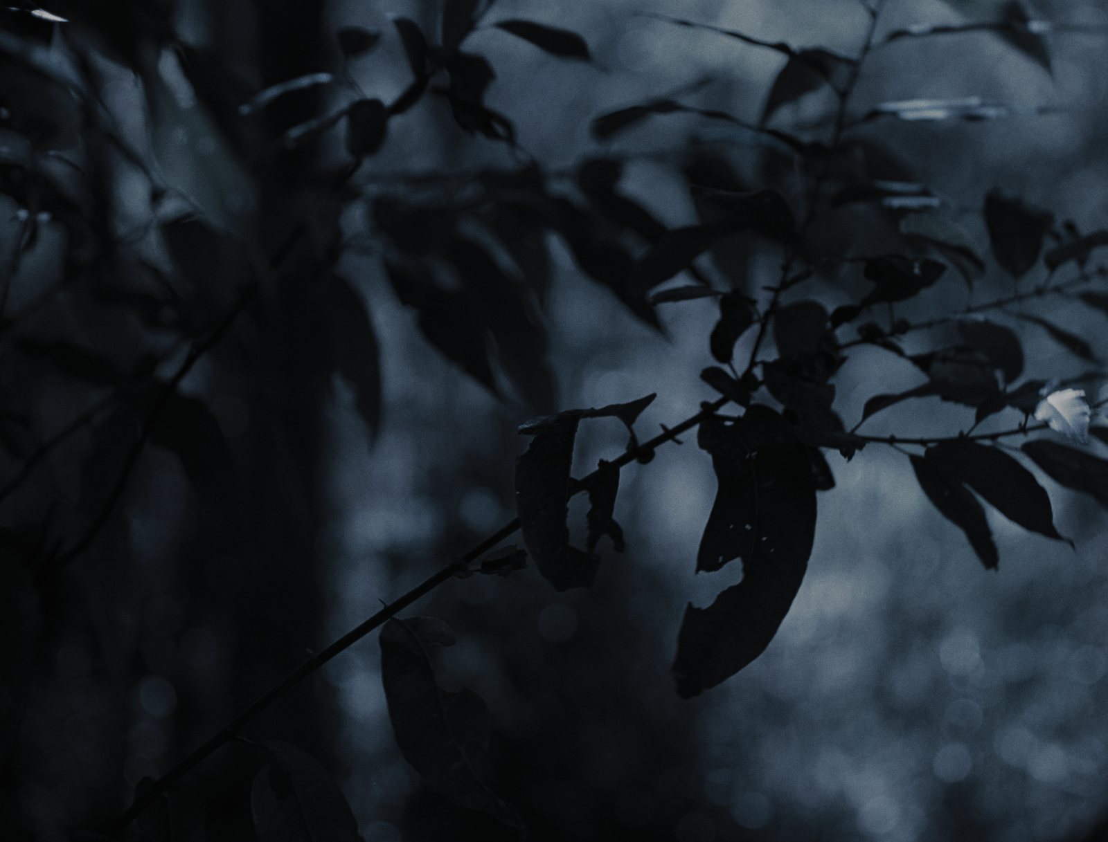 Ghosts of Tennessee still